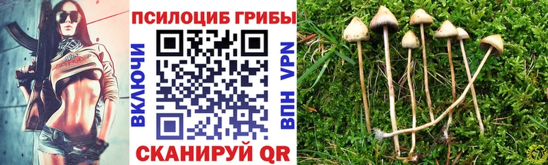 нарко площадка Telegram Закаменск Псилоцибиновые грибы ЛСД